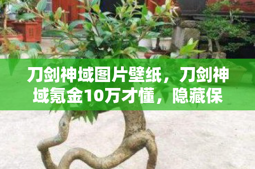 刀剑神域图片壁纸,刀剑神域氪金10万才懂,隐藏保底竟是韭菜收割机,吓到腿软! 刀剑神域图片壁纸,刀剑神域氪金10万才懂,隐藏保底竟是韭菜收割机,吓到腿软!