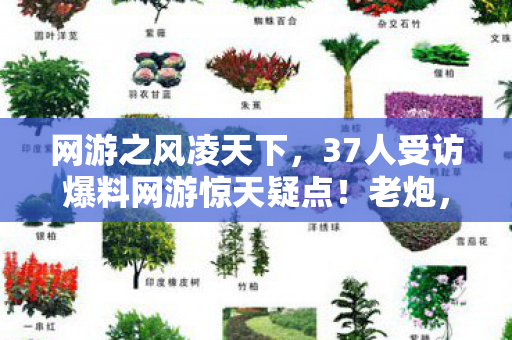 网游之风凌天下，37人受访爆料网游惊天疑点！老炮，这操作我绷不住了