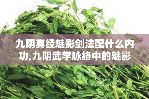 九阴真经魅影剑法配什么内功,九阴武学脉络中的魅影剑法，藏于月影下的江湖传奇