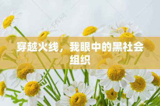 我眼中的黑社会组织图片