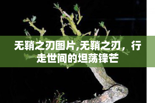 无鞘之刃图片,无鞘之刃，行走世间的坦荡锋芒