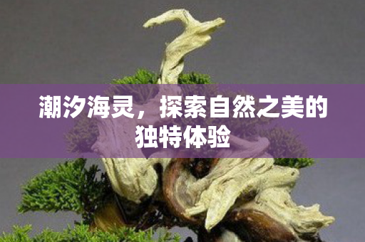 探索自然之美的独特体验图片