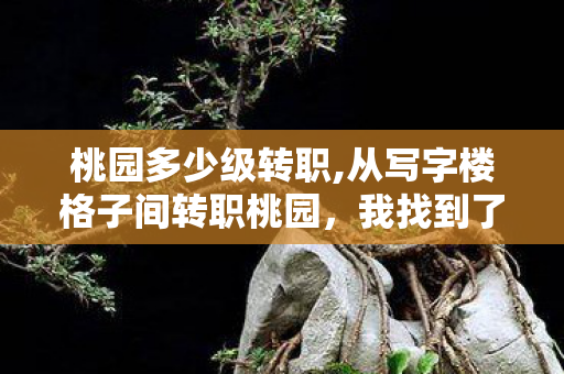 桃园多少级转职,从写字楼格子间转职桃园，我找到了生活的另一种答案