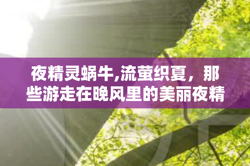 夜精灵蜗牛,流萤织夏,那些游走在晚风里的美丽夜精灵 夜精灵蜗牛,流萤织夏,那些游走在晚风里的美丽夜精灵