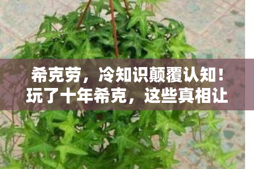 希克劳,冷知识颠覆认知!玩了十年希克,这些真相让我目瞪口呆 希克劳,冷知识颠覆认知!玩了十年希克,这些真相让我目瞪口呆