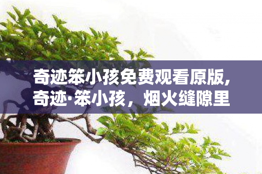 奇迹笨小孩免费观看原版,奇迹·笨小孩,烟火缝隙里生长的普通人追梦诗 奇迹笨小孩免费观看原版,奇迹·笨小孩,烟火缝隙里生长的普通人追梦诗