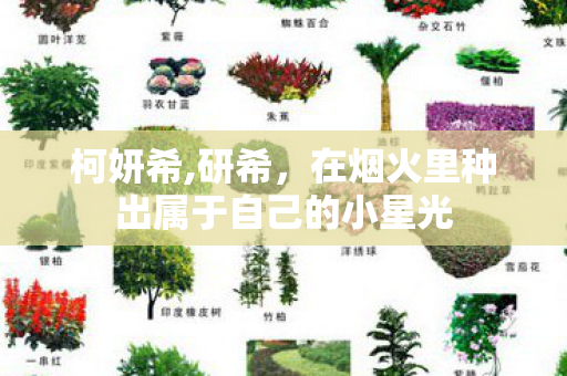 柯妍希,研希，在烟火里种出属于自己的小星光
