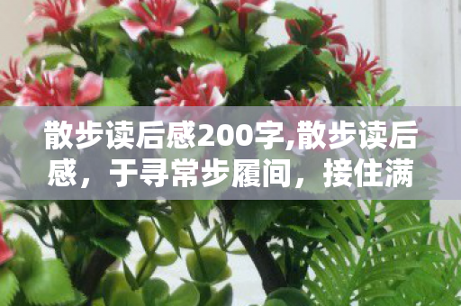 散步读后感200字,散步读后感,于寻常步履间,接住满溢的烟火温情 散步读后感200字,散步读后感,于寻常步履间,接住满溢的烟火温情