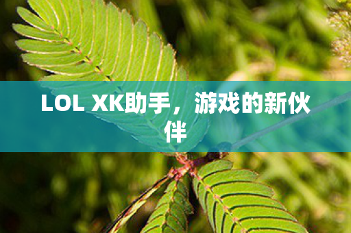 LOL XK助手图片