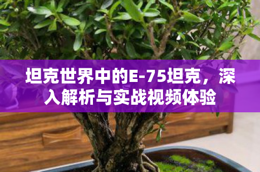 深入解析与实战视频体验图片