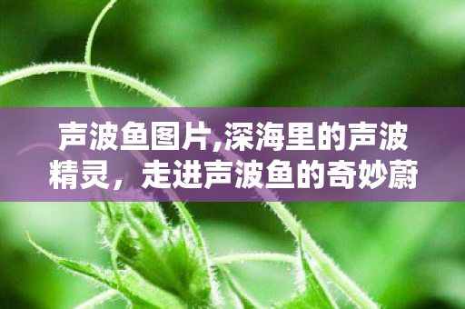 声波鱼图片,深海里的声波精灵,走进声波鱼的奇妙蔚蓝世界 声波鱼图片,深海里的声波精灵,走进声波鱼的奇妙蔚蓝世界
