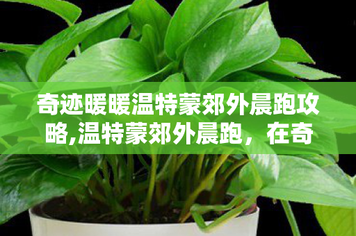 奇迹暖暖温特蒙郊外晨跑攻略,温特蒙郊外晨跑,在奇迹暖暖里邂逅清晨的第一缕松风 奇迹暖暖温特蒙郊外晨跑攻略,温特蒙郊外晨跑,在奇迹暖暖里邂逅清晨的第一缕松风