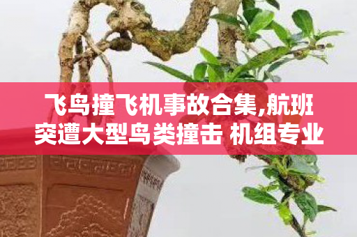 飞鸟撞飞机事故合集,航班突遭大型鸟类撞击 机组专业处置守护全员平安 飞鸟撞飞机事故合集,航班突遭大型鸟类撞击 机组专业处置守护全员平安
