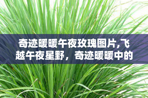 奇迹暖暖午夜玫瑰图片,飞越午夜星野,奇迹暖暖中的绮幻夜行梦旅 奇迹暖暖午夜玫瑰图片,飞越午夜星野,奇迹暖暖中的绮幻夜行梦旅