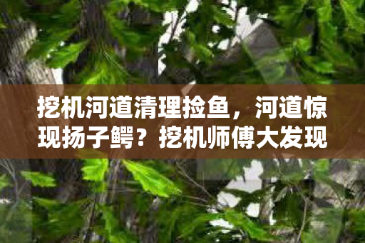 挖机河道清理捡鱼，河道惊现扬子鳄？挖机师傅大发现，真相笑着笑着就哭了！