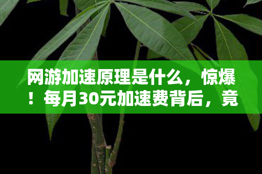 网游加速原理是什么,惊爆!每月30元加速费背后,竟藏着让玩家吓一跳的隐情! 网游加速原理是什么,惊爆!每月30元加速费背后,竟藏着让玩家吓一跳的隐情!