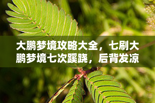 大鹏梦境攻略大全,七刷大鹏梦境七次蹊跷,后背发凉才知被游戏耍了七年 大鹏梦境攻略大全,七刷大鹏梦境七次蹊跷,后背发凉才知被游戏耍了七年