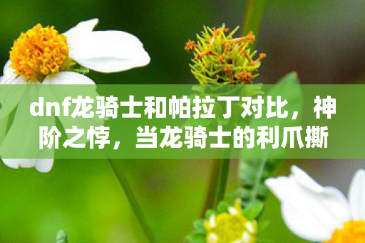 dnf龙骑士和帕拉丁对比,神阶之悖,当龙骑士的利爪撕裂帕拉丁的圣光,自由意志竟是命运牢笼? dnf龙骑士和帕拉丁对比,神阶之悖,当龙骑士的利爪撕裂帕拉丁的圣光,自由意志竟是命运牢笼?