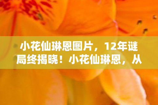 小花仙琳恩图片，12年谜局终揭晓！小花仙琳恩，从绽放至凋零的泪目史诗