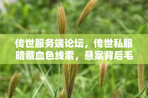传世服务端论坛，传世私服暗藏血色线索，悬案背后毛骨悚然真相待解