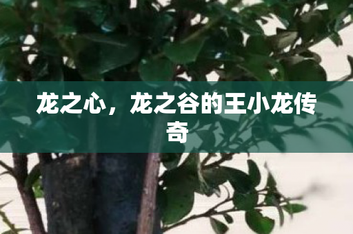 龙之谷的王小龙传奇图片