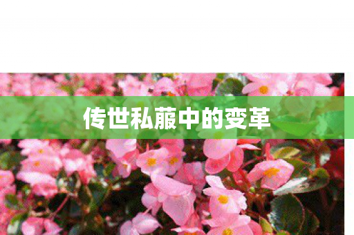 传世私菔中的变革图片