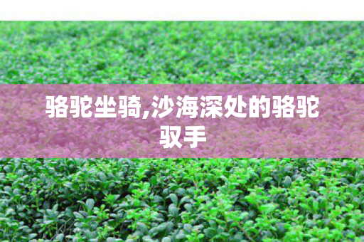 骆驼坐骑,沙海深处的骆驼驭手 骆驼坐骑,沙海深处的骆驼驭手