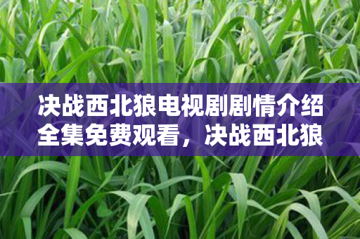 决战西北狼电视剧剧情介绍全集免费观看，决战西北狼，99%人不知的生死72小时，肾上腺素狂飙真相！