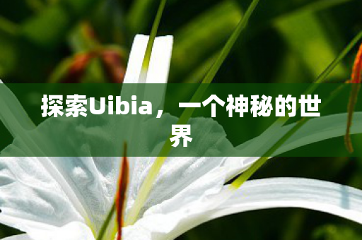 探索Uibia图片