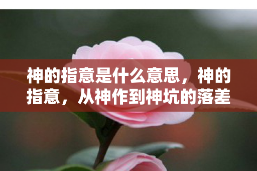 神的指意是什么意思，神的指意，从神作到神坑的落差真相，笑着笑着就哭了