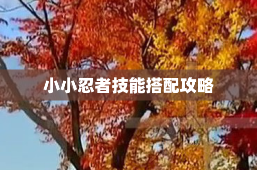小小忍者技能搭配攻略图片