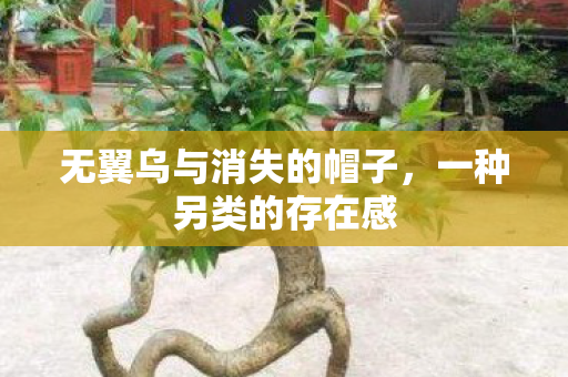 无翼乌与消失的帽子图片