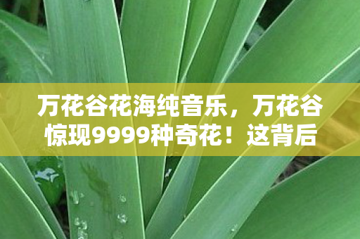 万花谷花海纯音乐，万花谷惊现9999种奇花！这背后藏着多少不为人知的秘密？
