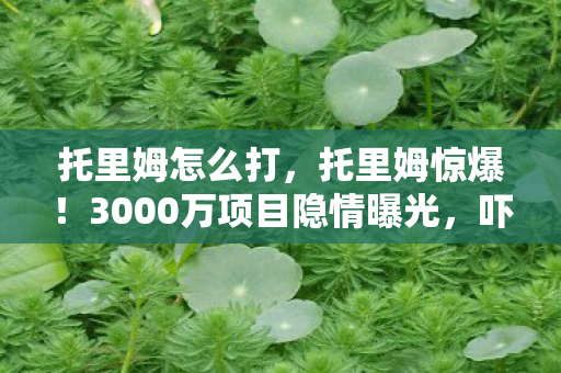 托里姆怎么打,托里姆惊爆!3000万项目隐情曝光,吓一跳的烂摊子竟成行业笑话 托里姆怎么打,托里姆惊爆!3000万项目隐情曝光,吓一跳的烂摊子竟成行业笑话