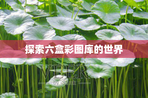 探索六盒彩图库的世界图片