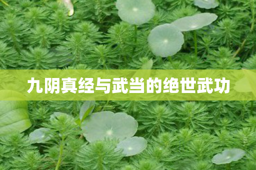 九阴真经与武当的绝世武功图片