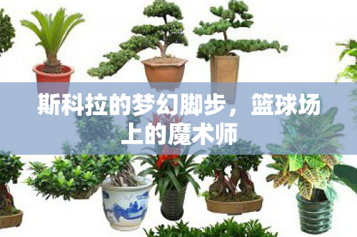 斯科拉的梦幻脚步图片
