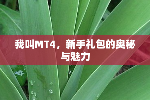 新手礼包的奥秘与魅力图片