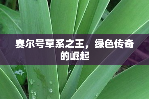 赛尔号草系之王图片