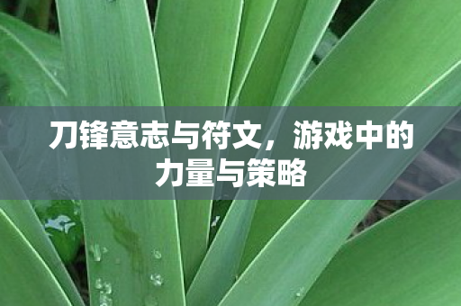 刀锋意志与符文,游戏中的力量与策略 刀锋意志与符文,游戏中的力量与策略