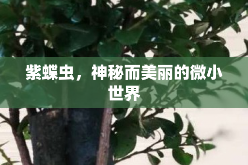 紫蝶虫,神秘而美丽的微小世界 紫蝶虫,神秘而美丽的微小世界