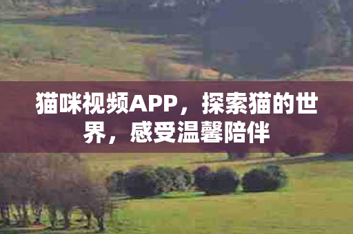 猫咪视频APP图片