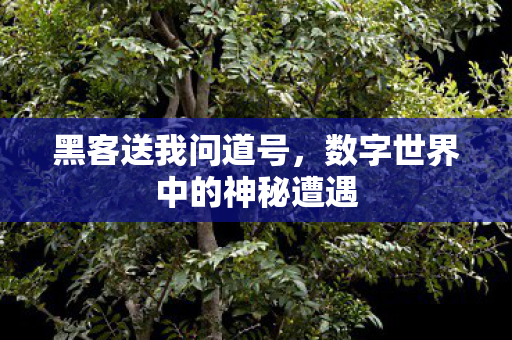 数字世界中的神秘遭遇图片