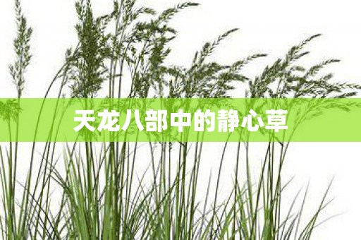 天龙八部中的静心草图片