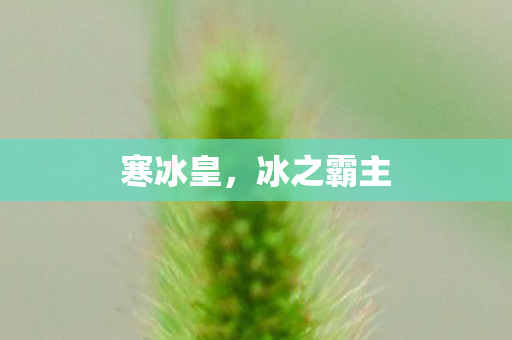 冰之霸主图片