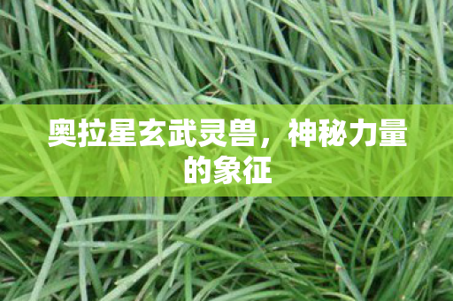 奥拉星玄武灵兽图片