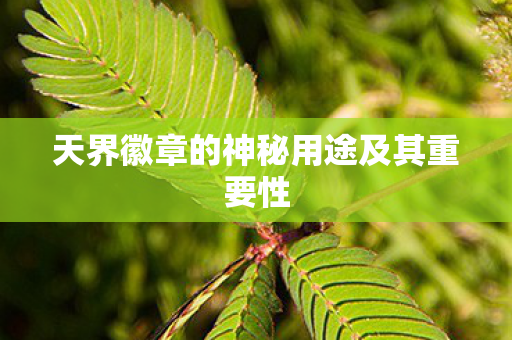 天界徽章的神秘用途及其重要性图片