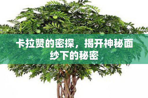 揭开神秘面纱下的秘密图片