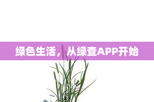 从绿查APP开始图片