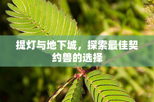 探索最佳契约兽的选择图片